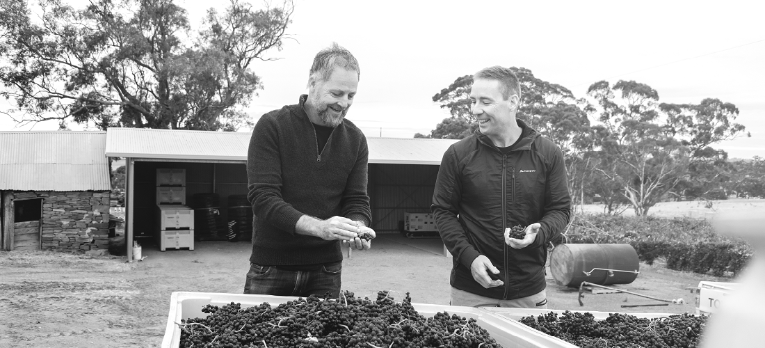 Tarrawatta winemakers looking at grapes